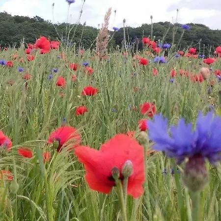 شقة Ferienvilla Im Stil Der Baederarch *